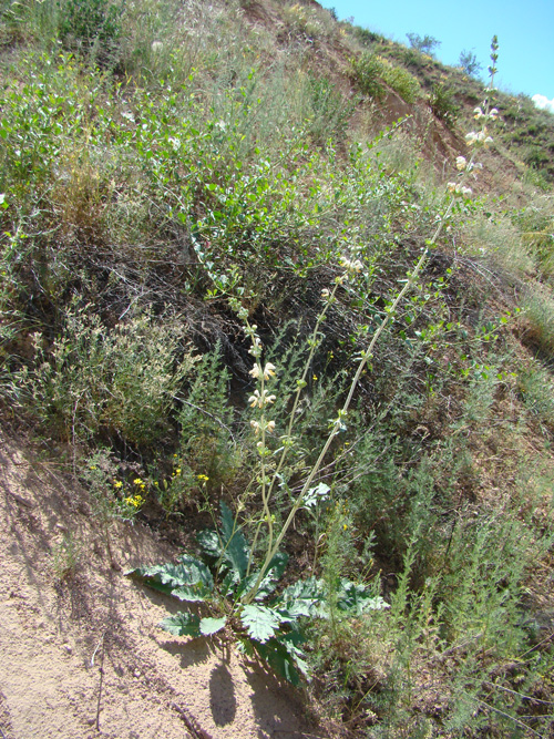 Изображение особи Phlomoides integior.