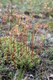 Saxifraga spinulosa