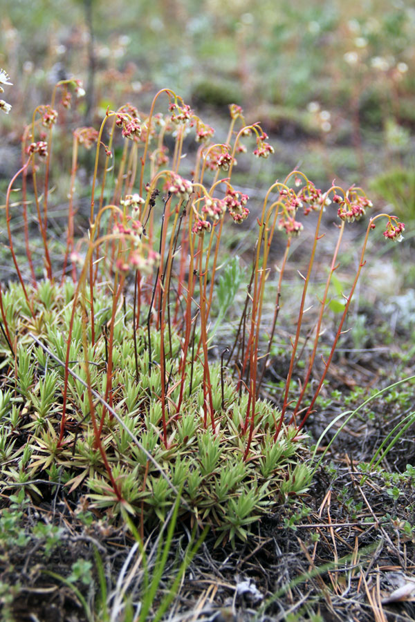 Изображение особи Saxifraga spinulosa.