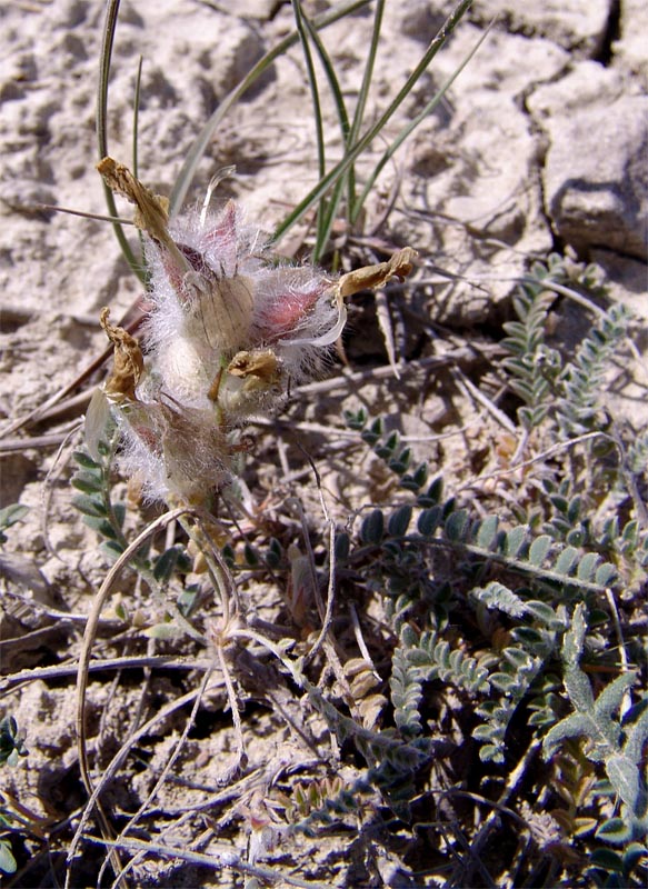 Изображение особи Astragalus neoalbanicus.