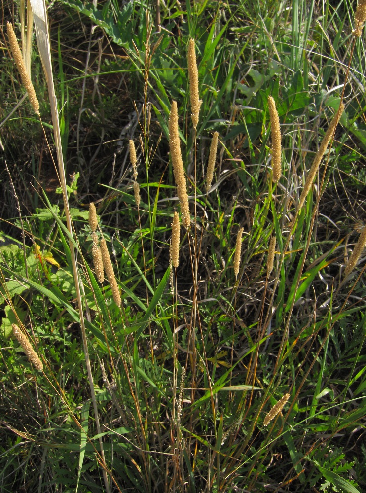 Изображение особи Phleum phleoides.