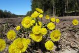 Tussilago farfara