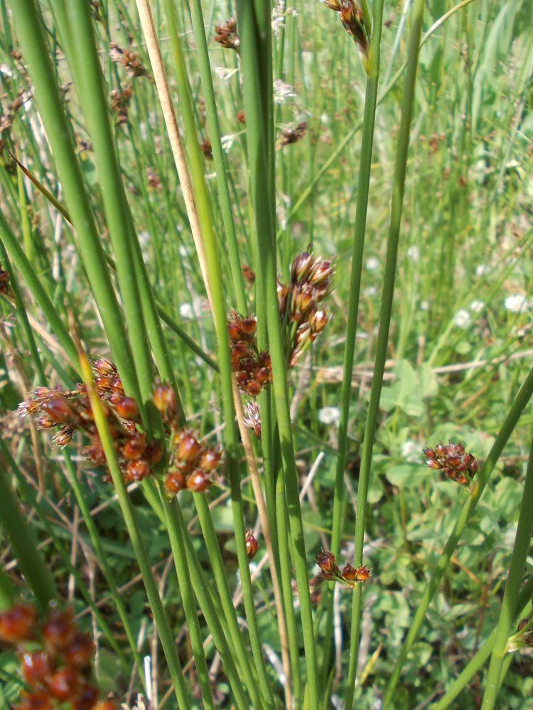 Image of Juncus haenkei specimen.