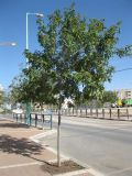Alectryon tomentosum. Молодое дерево. Израиль, г. Беэр-Шева, городское озеленение. 01.12.2012.