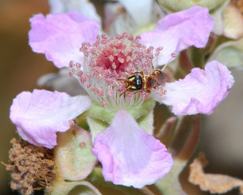 Image of Rubus sanctus specimen.