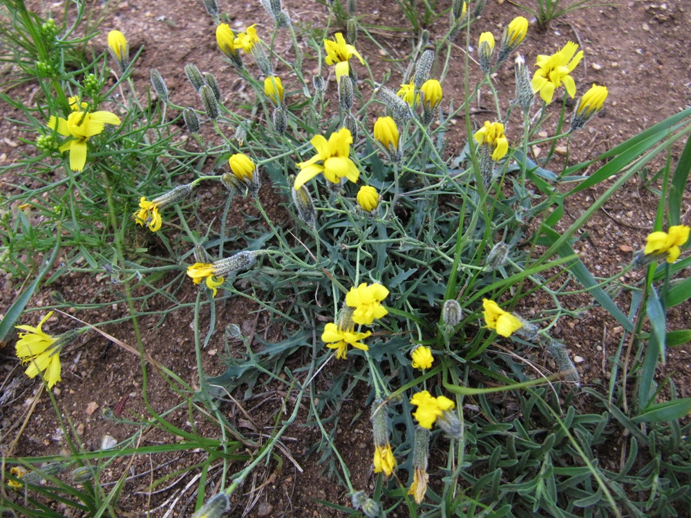 Изображение особи Youngia tenuifolia.