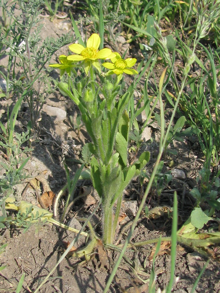 Image of Ranunculus oxyspermus specimen.