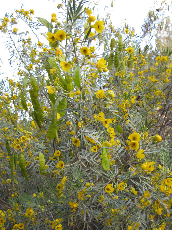 Изображение особи Senna artemisioides.