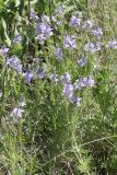 View full-size image Veronica jacquinii