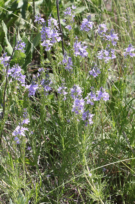 Image of Veronica jacquinii specimen.