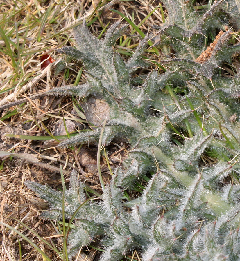 Image of Cirsium vulgare specimen.