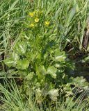 Ranunculus sceleratus. Цветущее растение. Украина, г. Запорожье, балка Партизанская, заросшее травой мелководье. 02.05.2013.