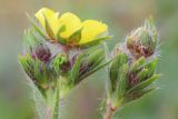 Potentilla recta подвид pilosa