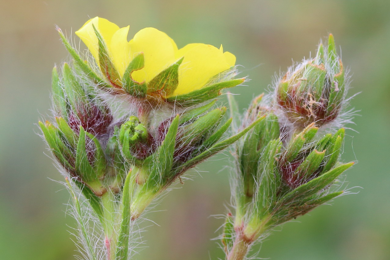 Изображение особи Potentilla recta ssp. pilosa.