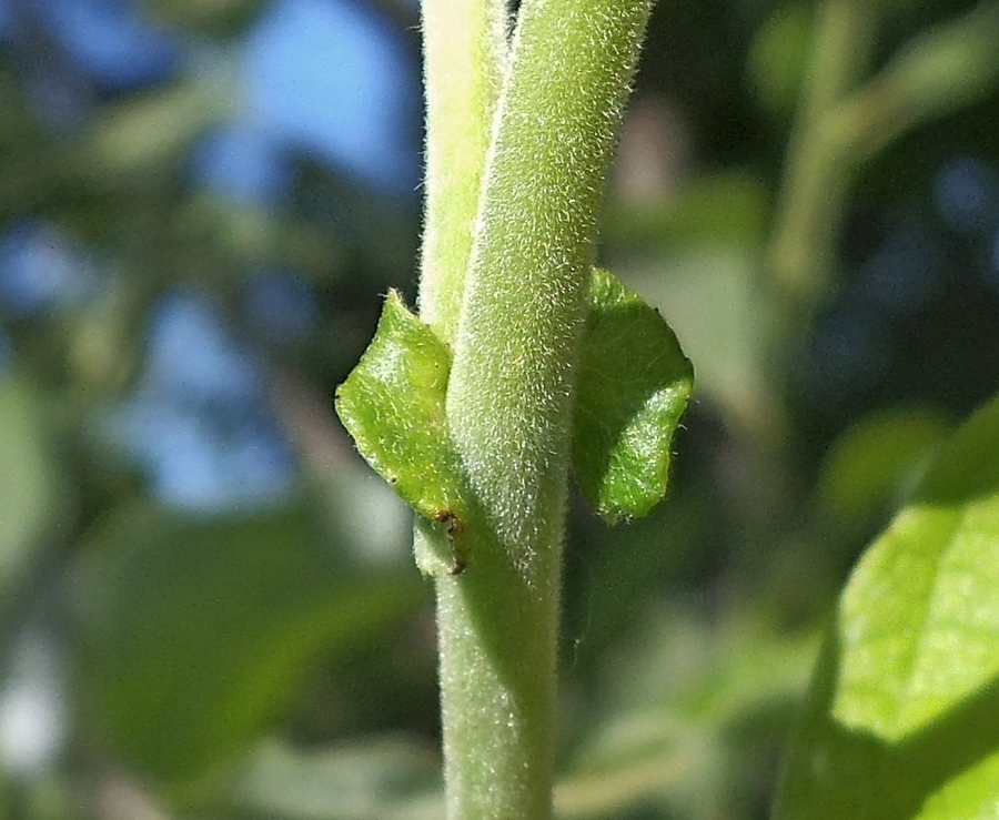 Image of Salix caprea specimen.