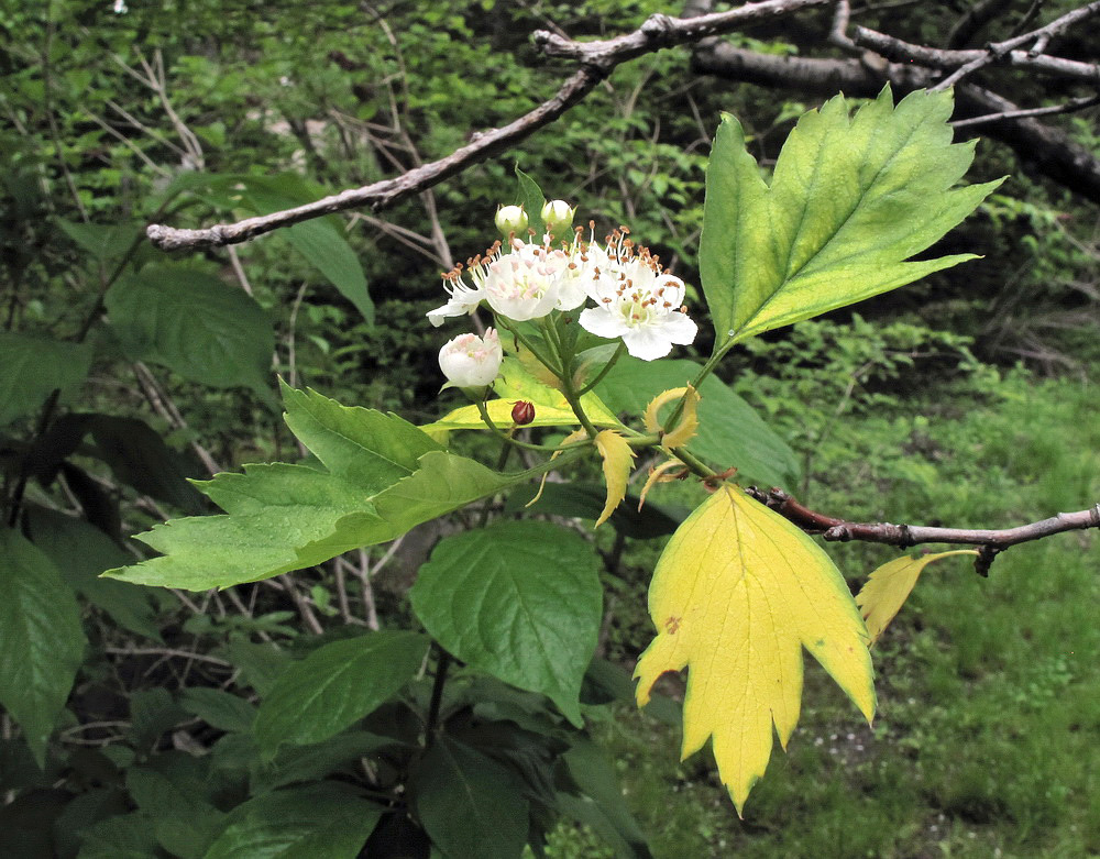 Изображение особи Crataegus almaatensis.