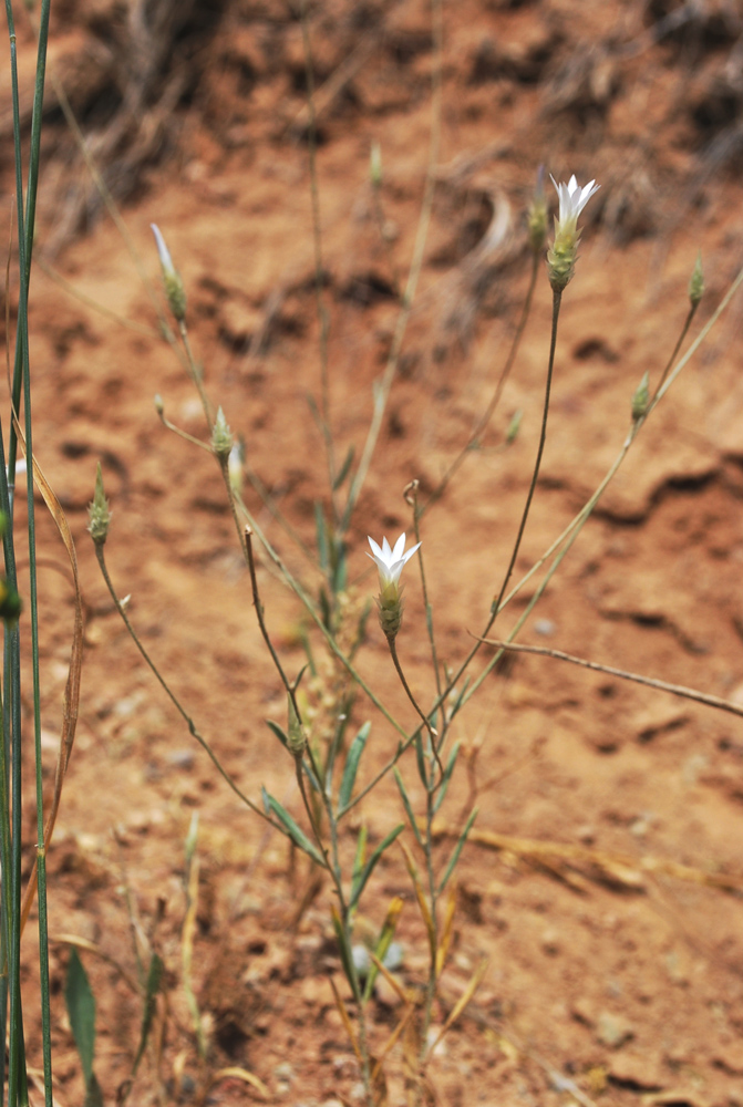 Image of Xeranthemum longepapposum specimen.