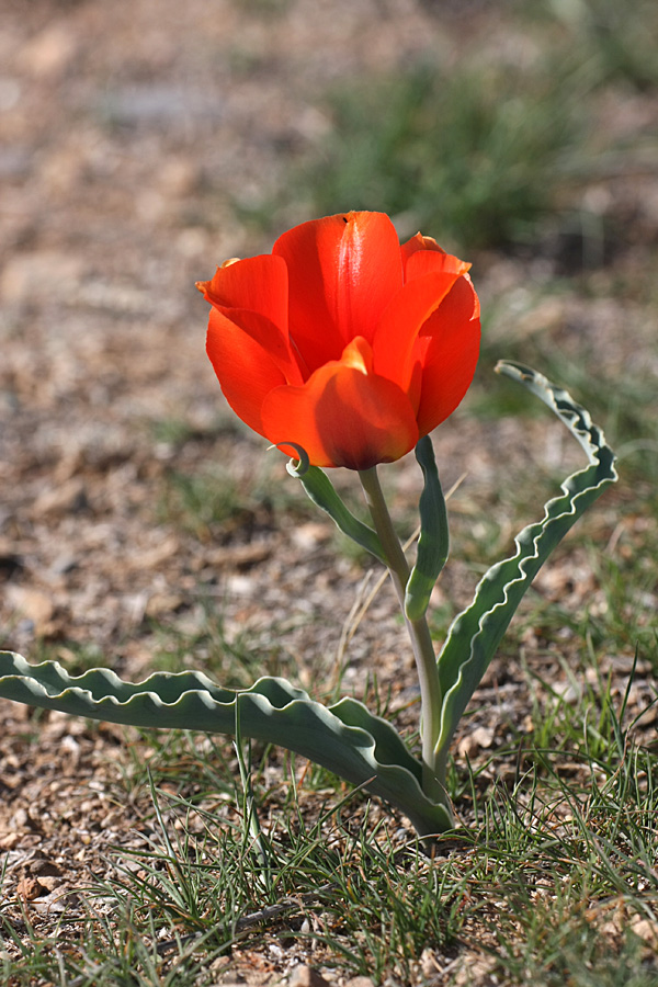 Image of Tulipa borszczowii specimen.