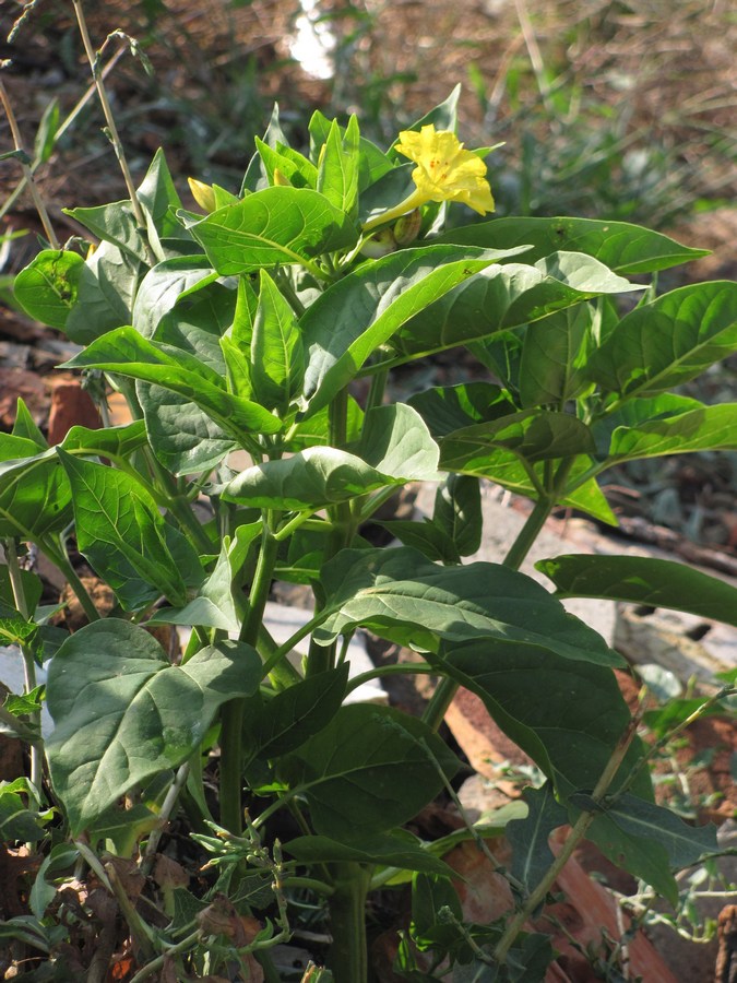 Image of Mirabilis jalapa specimen.