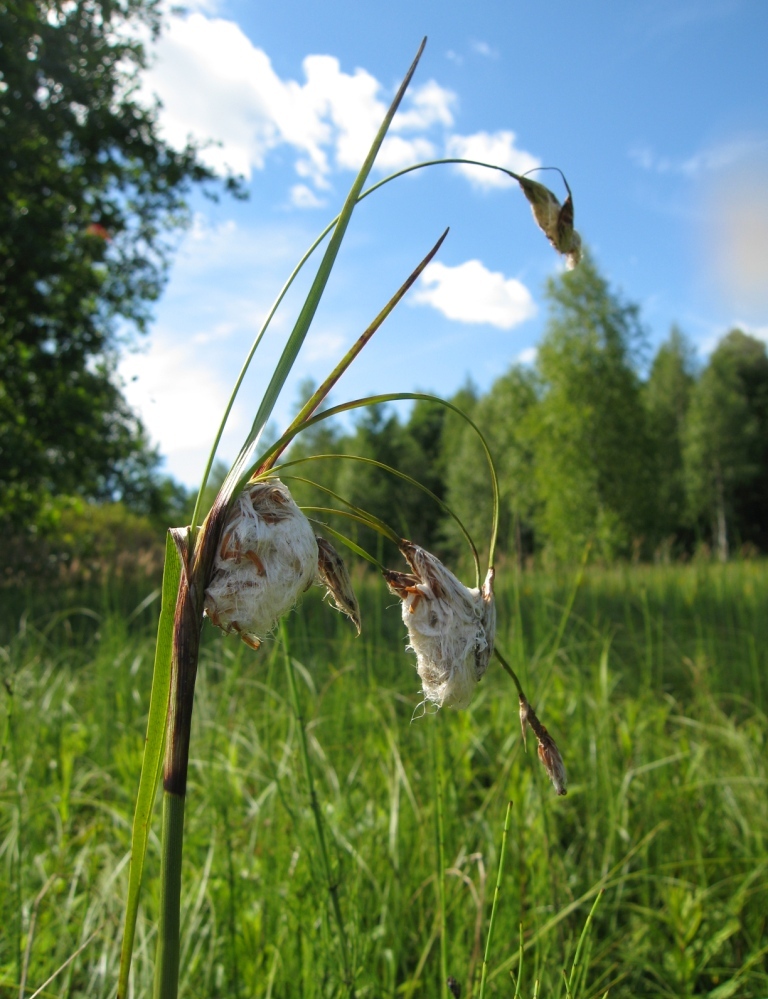 Image of Eriophorum latifolium specimen.