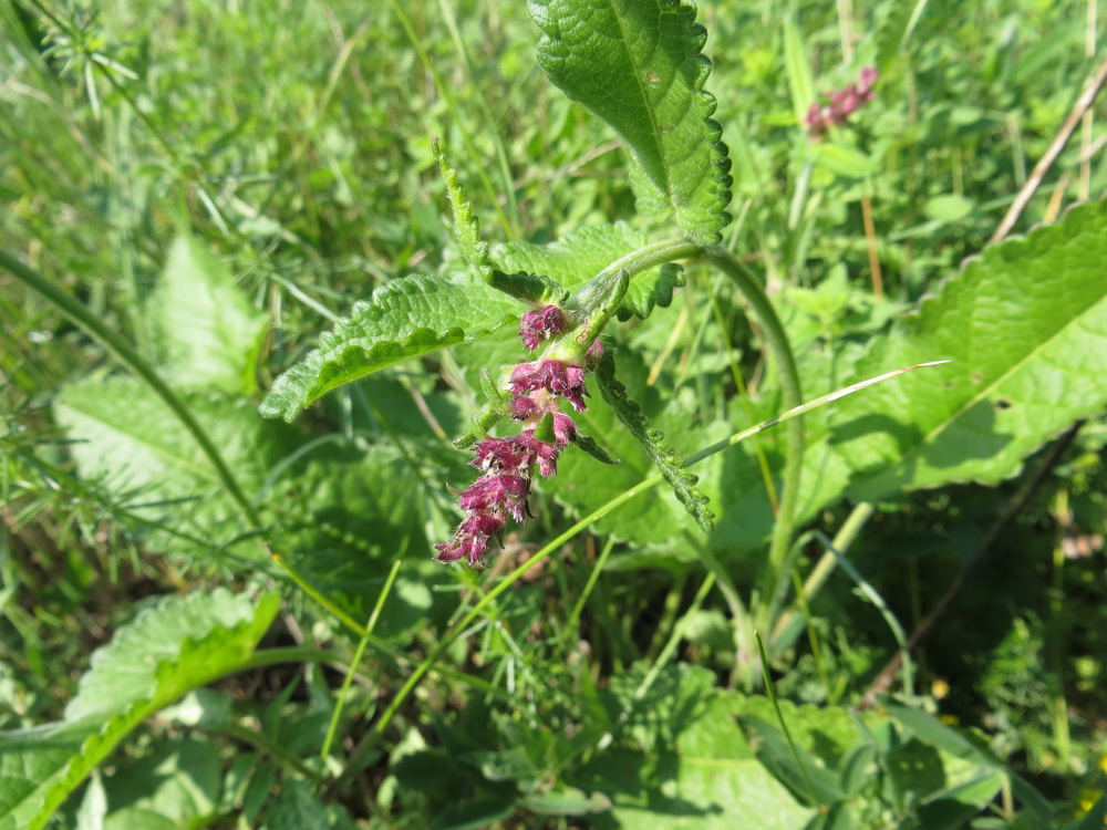 Изображение особи Betonica officinalis.