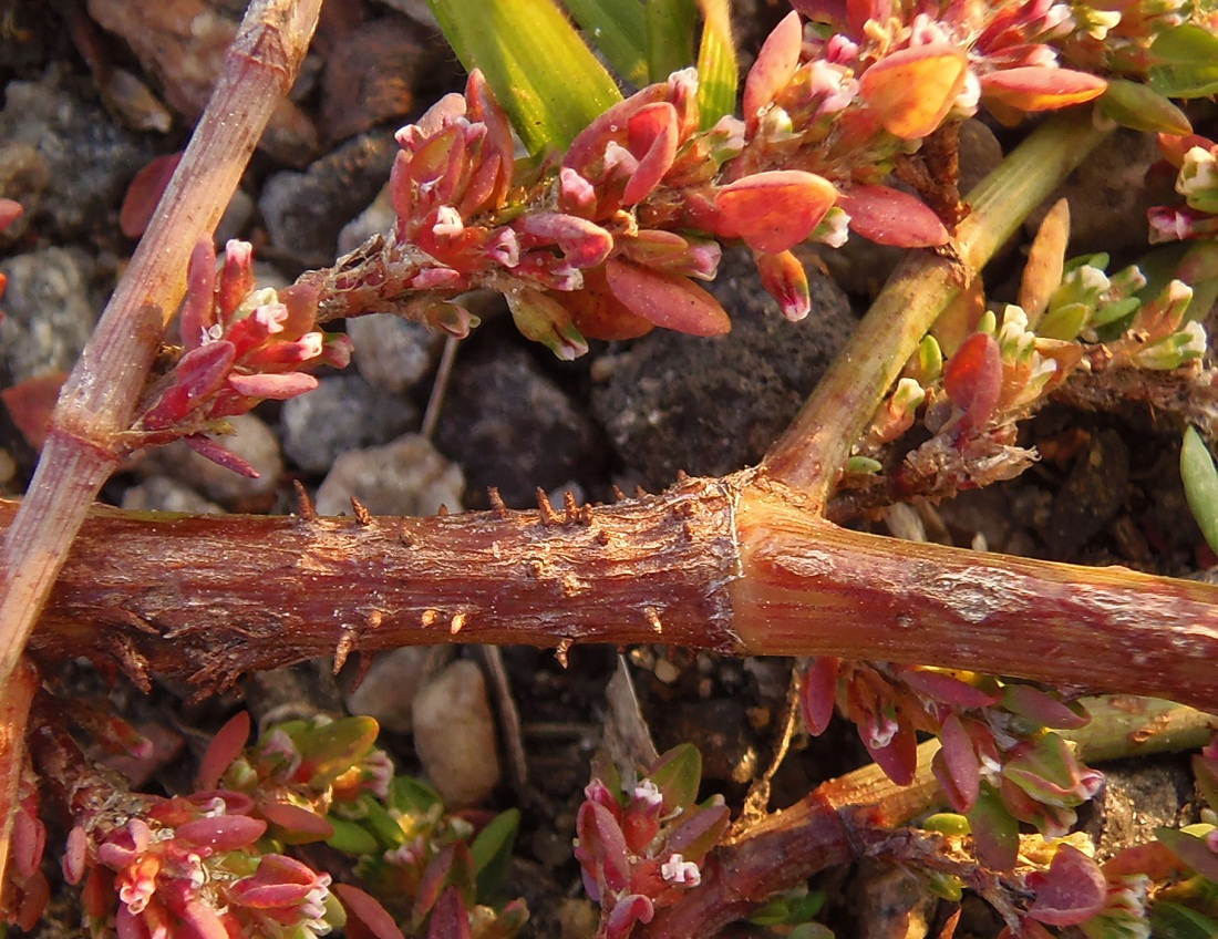 Image of genus Polygonum specimen.