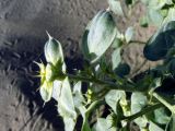 Agriophyllum latifolium. Верхушка побега. Узбекистан, Бухарская обл., бугристые пески южнее озера Денгизкуль. 04.06.2009.
