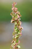 Rumex acetosa