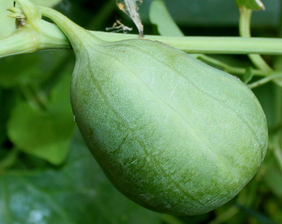 Image of Aristolochia clematitis specimen.