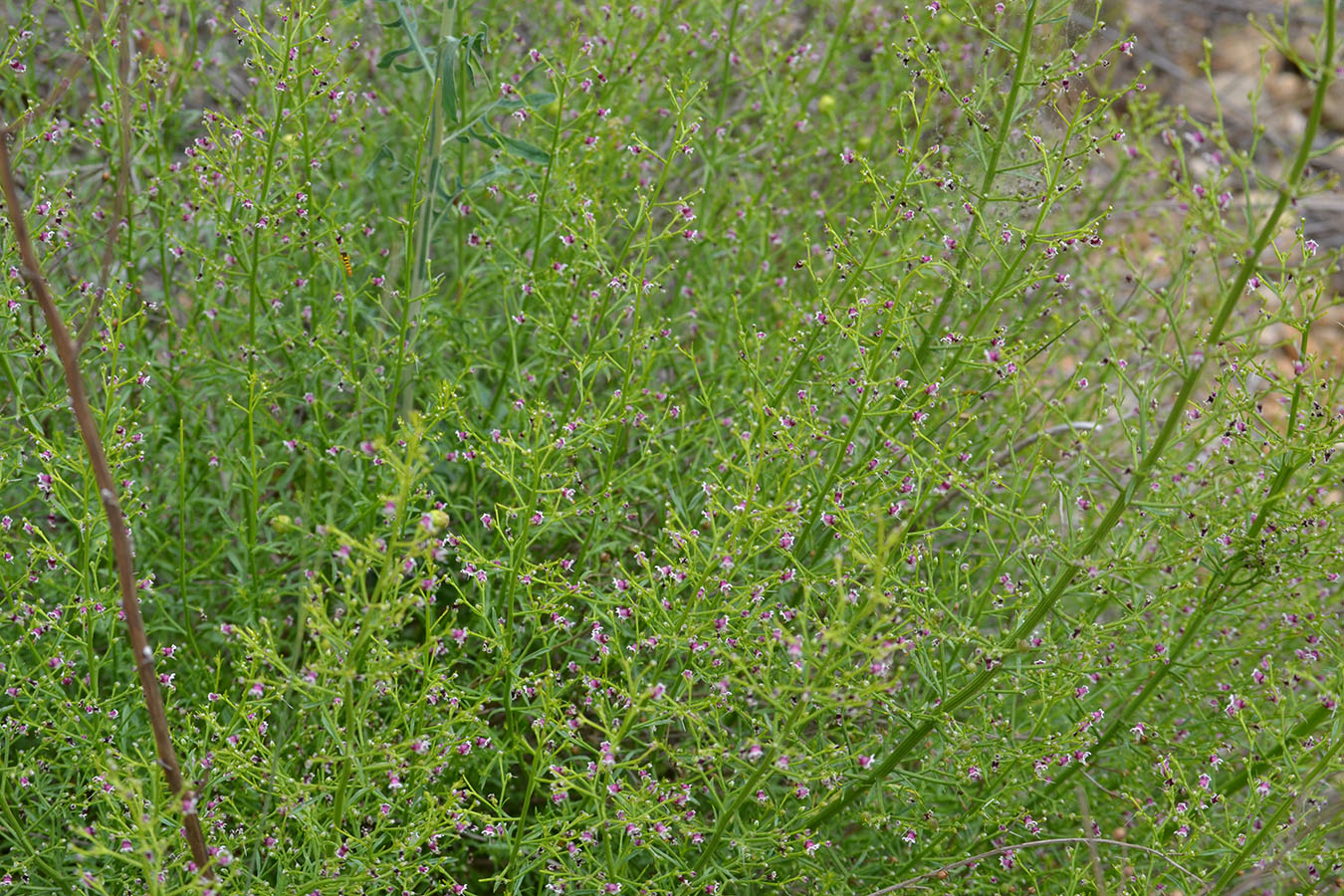 Image of Scrophularia bicolor specimen.