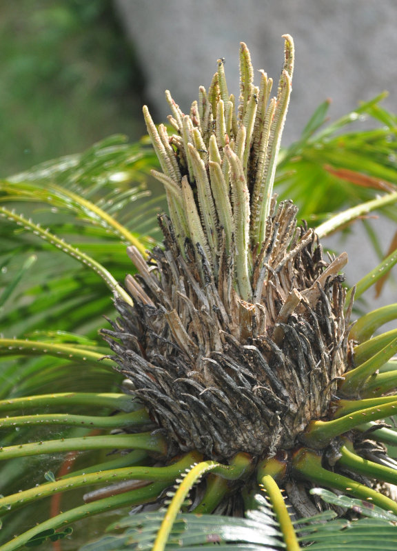 Изображение особи Cycas rumphii.