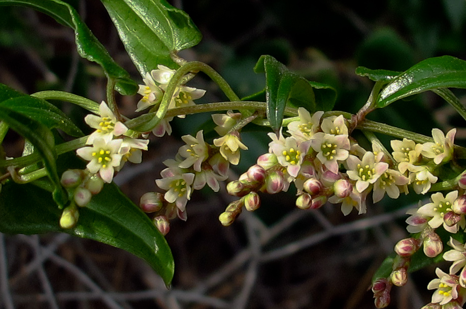 Изображение особи Smilax aspera.