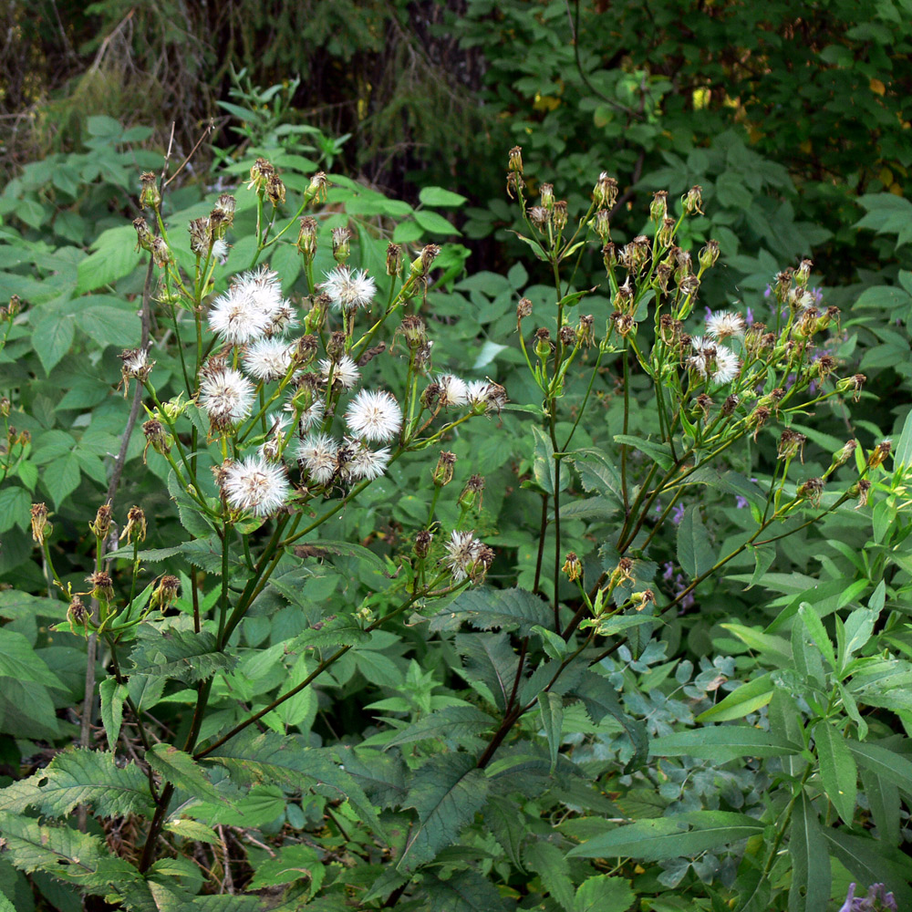 Image of Senecio nemorensis specimen.