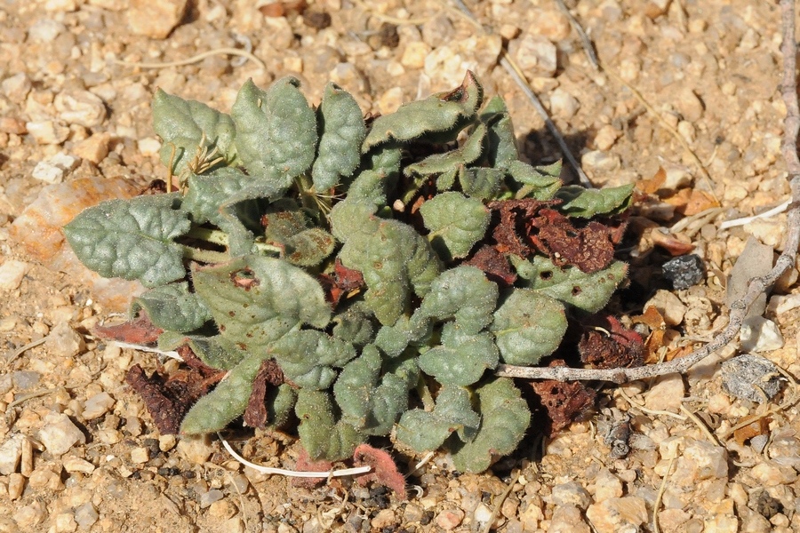 Image of Eriogonum inflatum specimen.