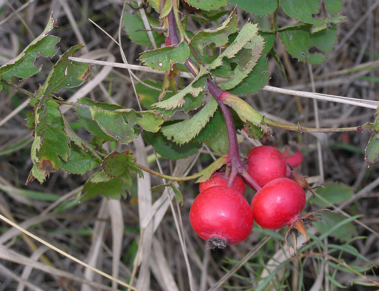 Image of genus Rosa specimen.