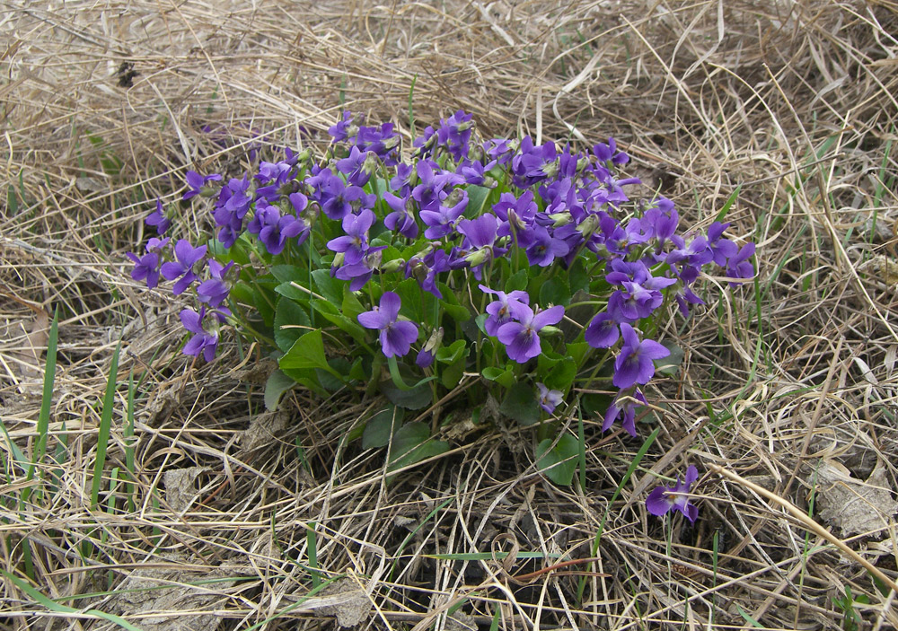 Image of Viola ambigua specimen.