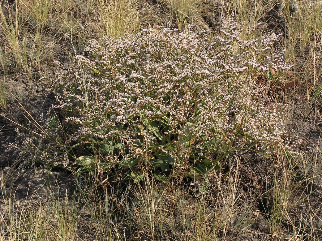 Image of Goniolimon tataricum specimen.