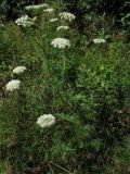 Selinum carvifolia. Цветущее растение на поляне среди кустарников. Украина, окрестности Львова. Июль 2006 г.