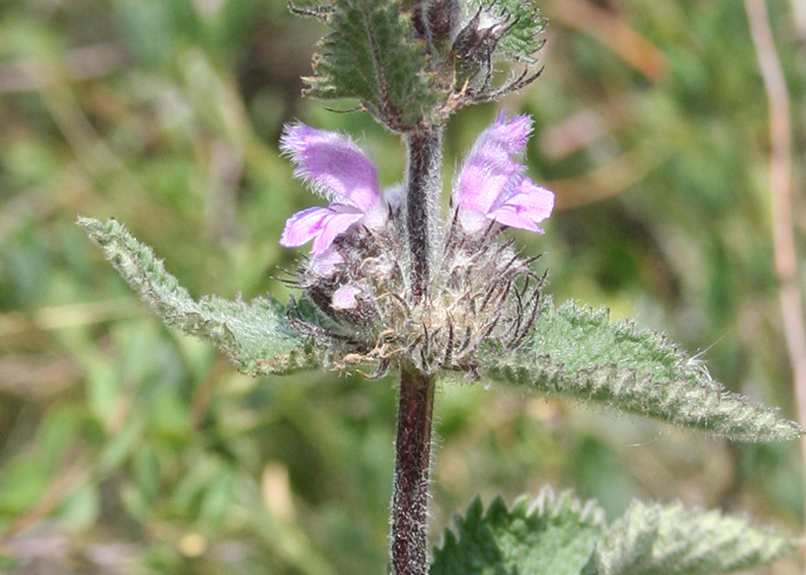 Изображение особи Phlomoides agraria.