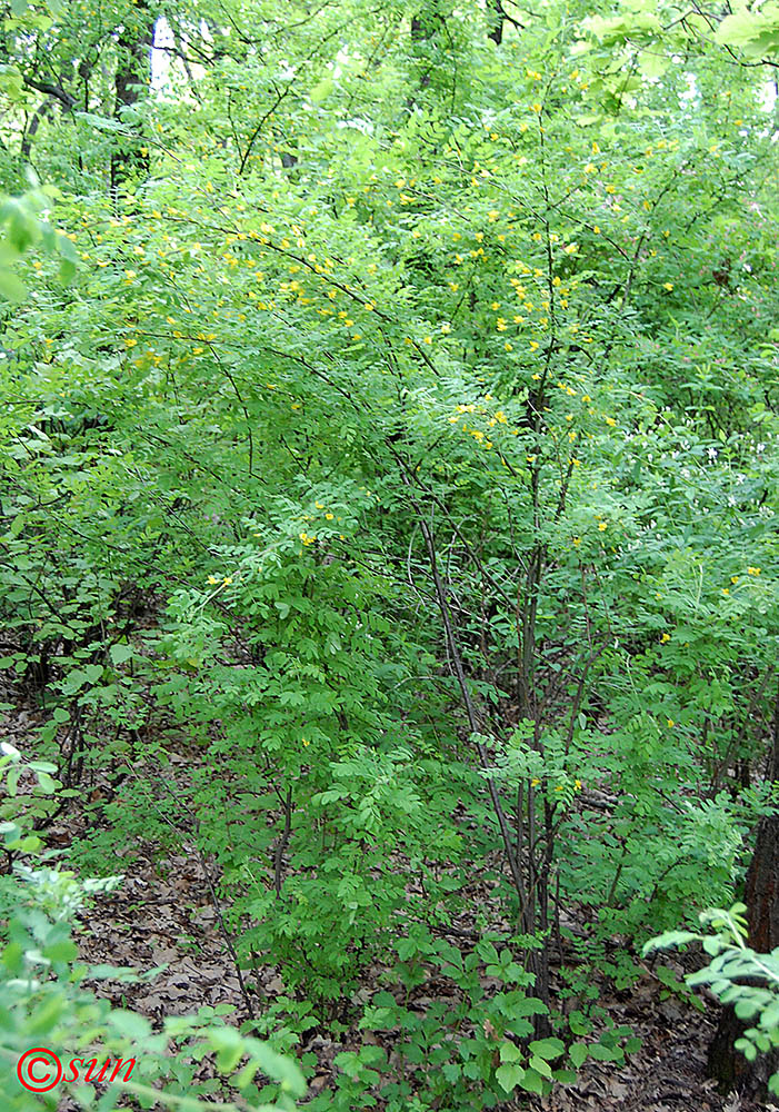 Image of Caragana arborescens specimen.