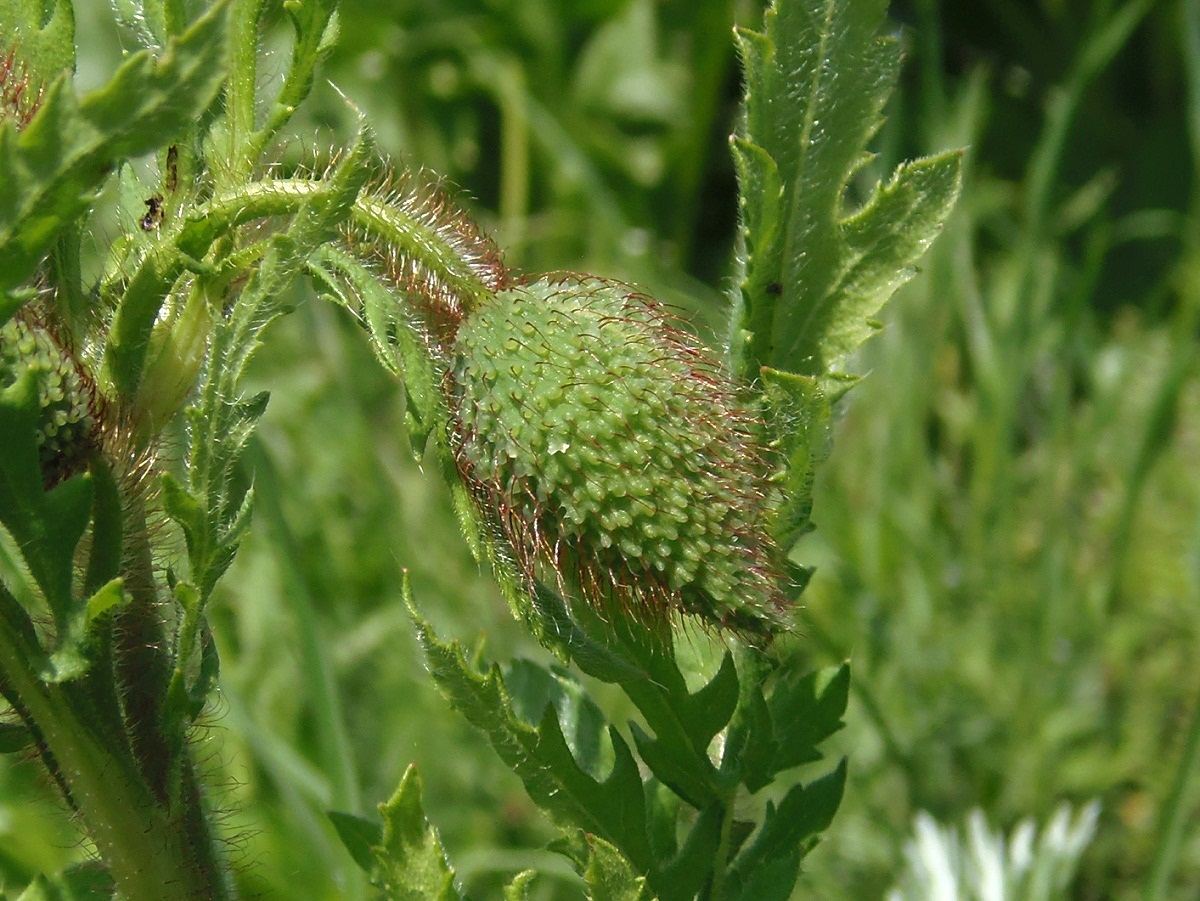 Image of Papaver rhoeas specimen.