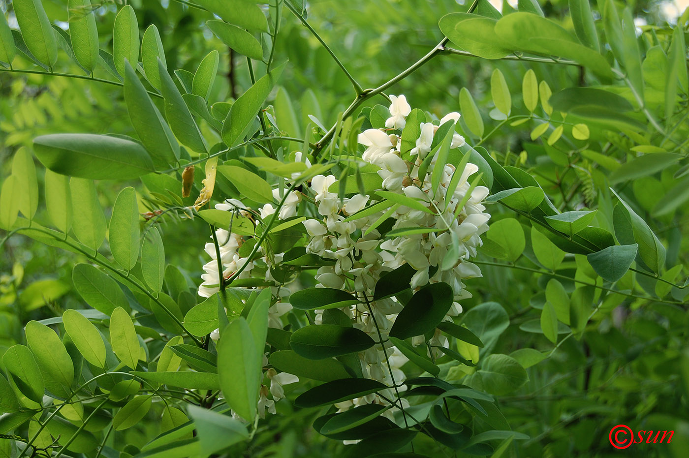 Image of Robinia pseudoacacia specimen.