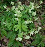 Helleborus dumetorum. Цветущее и плодоносящее растение. Германия, г. Дюссельдорф, Ботанический сад университета. 04.05.2014.