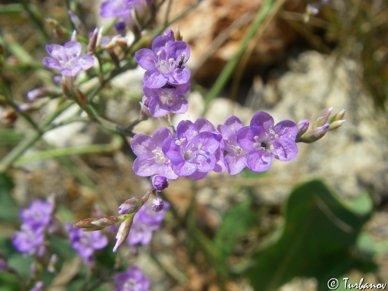 Image of Limonium scoparium specimen.