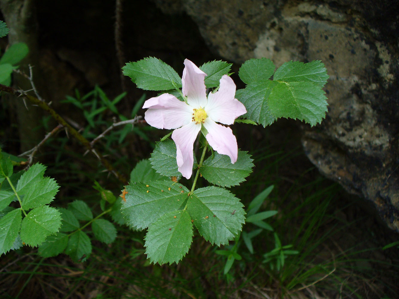 Image of genus Rosa specimen.