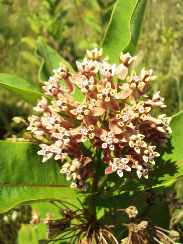 Изображение особи Asclepias syriaca.