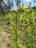 Rumex acetosella