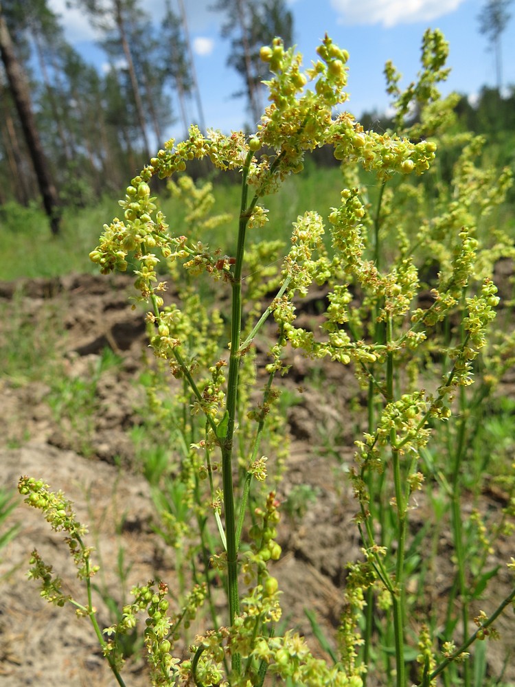 Image of Rumex acetosella specimen.