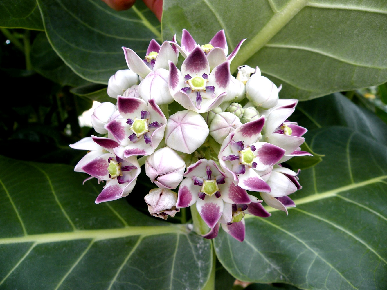 Image of Calotropis procera specimen.