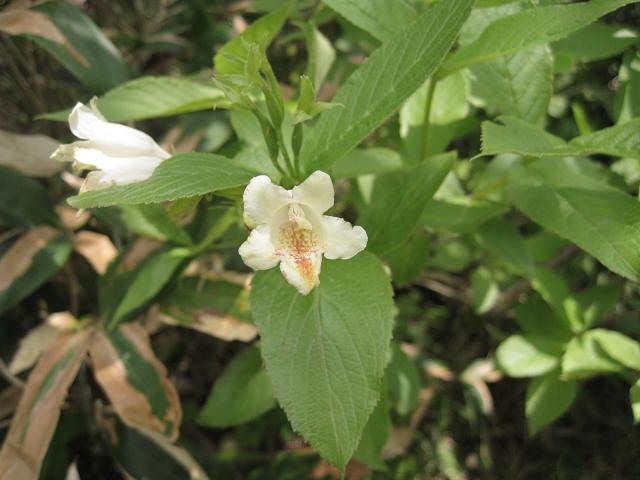 Image of Weigela middendorffiana specimen.